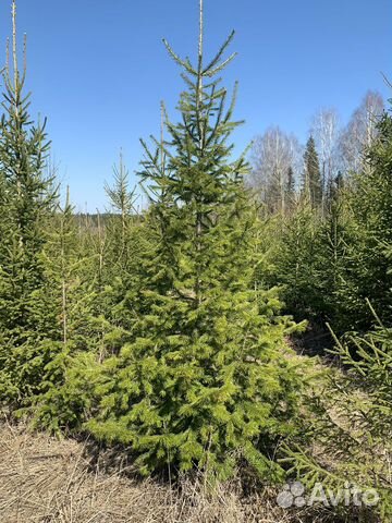 Саженцы пихты, ели, сосны до 3м