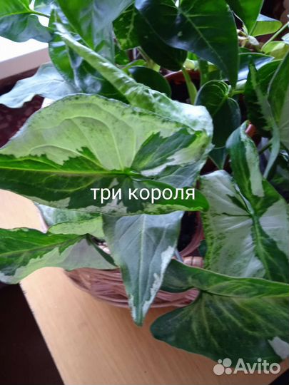 Домашние цветы