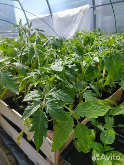 Рассада Баклажан Томатов Перцев