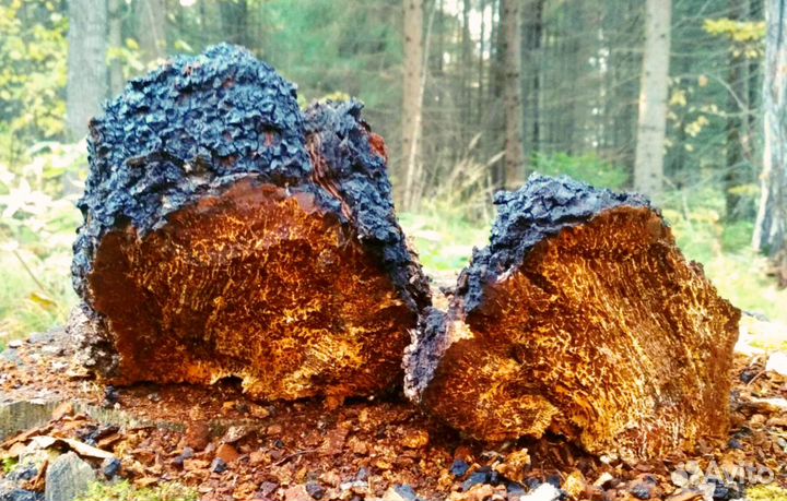 Чага березовая, 1 кг