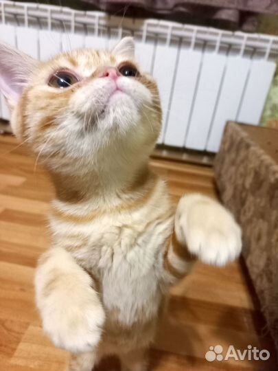 Шотландский котёнок