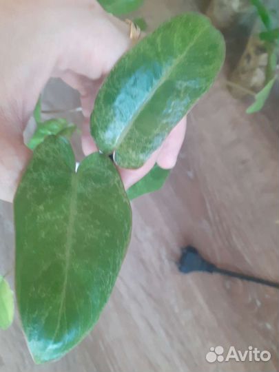 Филодендрон