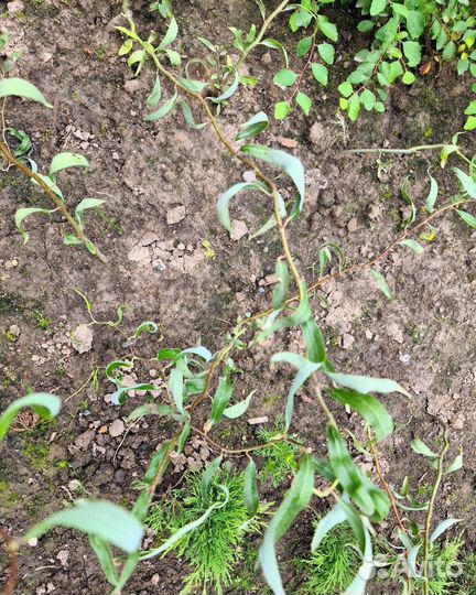 Ива извилистая (кудрявая) саженцы