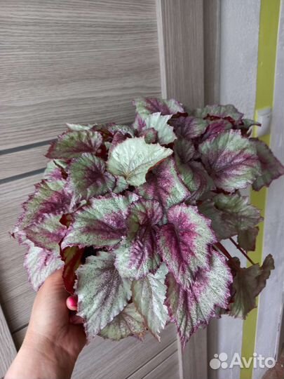Бегония rex moning dew