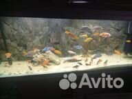 Боции клоуны большие и цихлиды северумы.дельфины.а