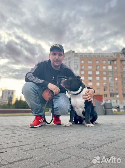 Дрессировка собак Кинолог зоопсихолог