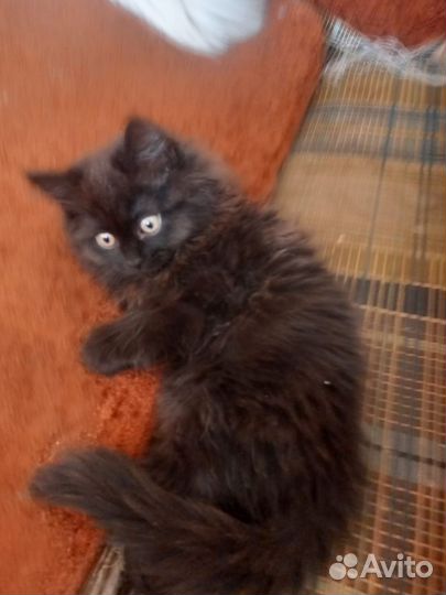 Котята хайленд страйт