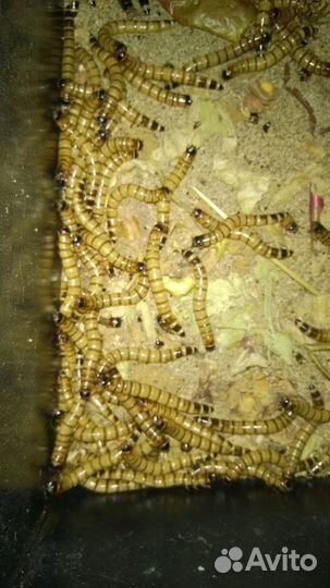 Зофобас (зоофобас,зоофобус,зофобус)