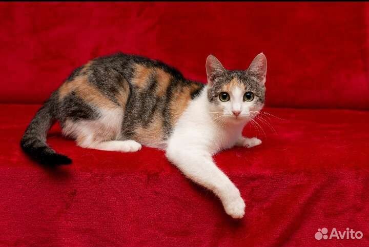 Молодая кошечка Лесенька в дар)