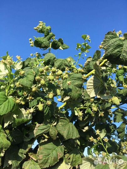 Саженцы ремонтантной малины