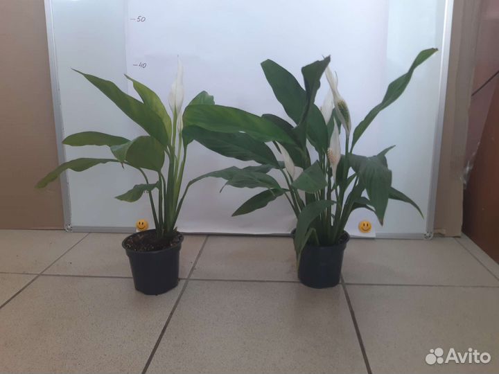 Спатифиллум