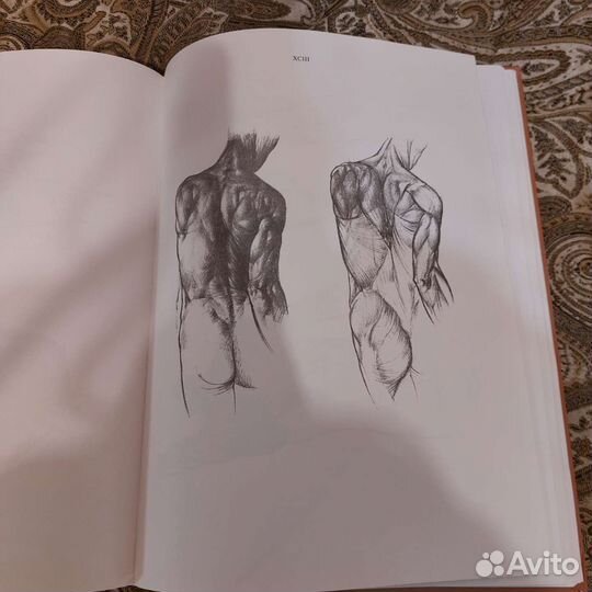 Анатомия для художников ене барчаи