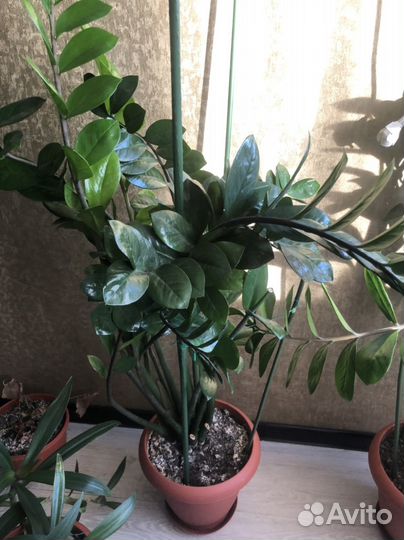 Цветы домашние