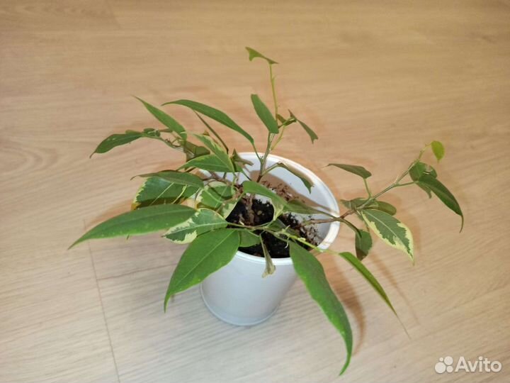 Фикус бенджамина