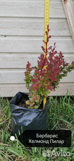 Декоративные кустарники. Саженцы