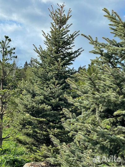Ель колючая голубая 