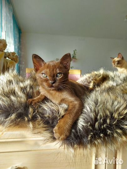 Бурманские котята