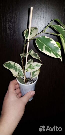 Фикус Голден Кинг