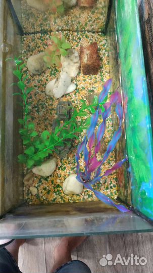 Аквариум