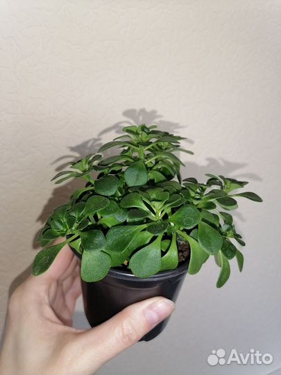 Аихризон дерево любви, Женское счастье