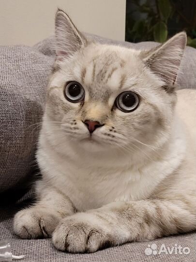 Котята из Whiskas