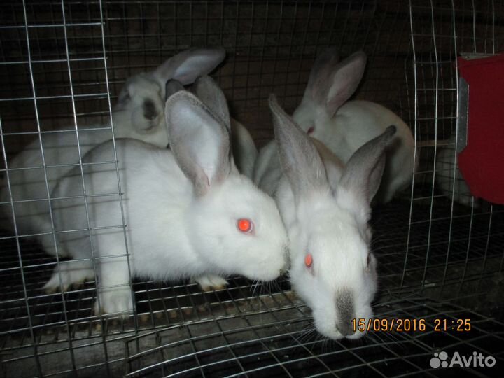 Продам кроликов