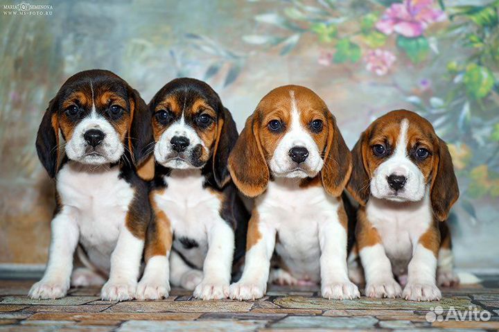 Бигль, щенки