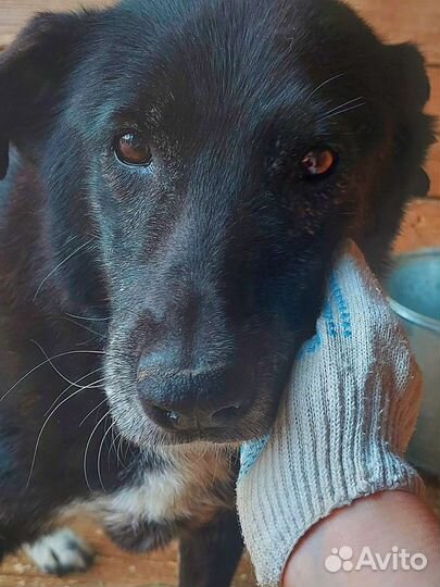 Собаке трудно жить в приюте