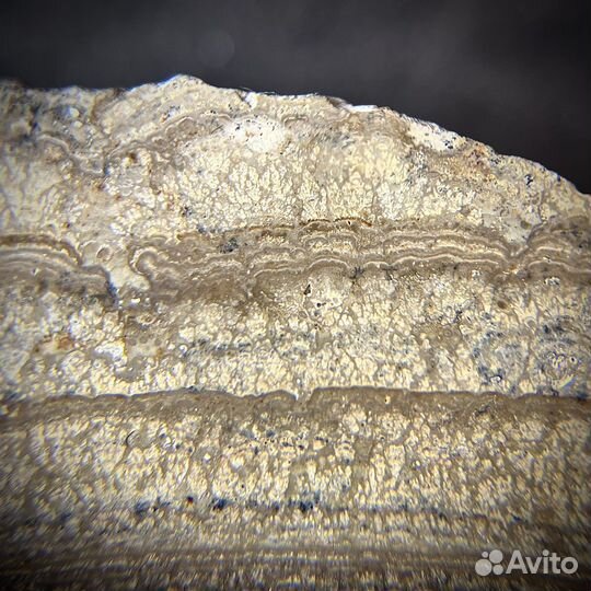 Строматолиты окаменелость ископаемое