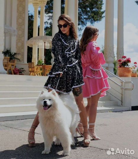 Самоеды для фотосессии, фотопрогулки с самоедами