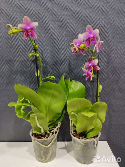 Орхидея Лиодоро