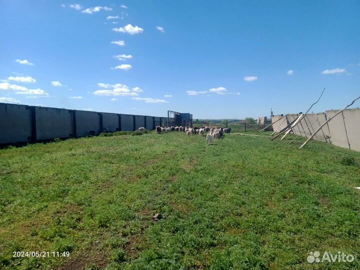 Овцы бараны ягнята оптом