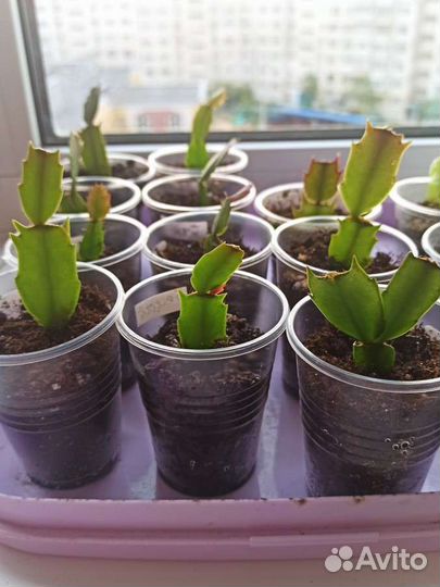 Декабрист белый и красный