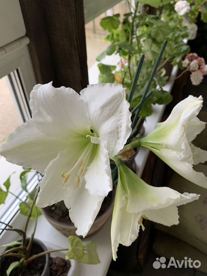 Гиппиаструм королевский