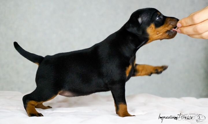 Настоящие цверги