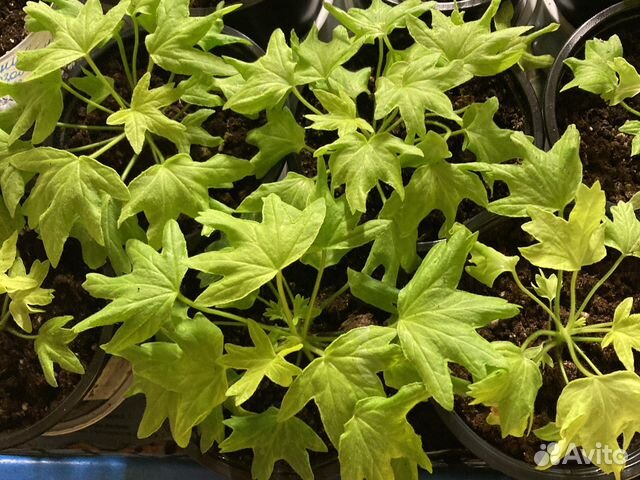 Герань пеларгония миниатюрная