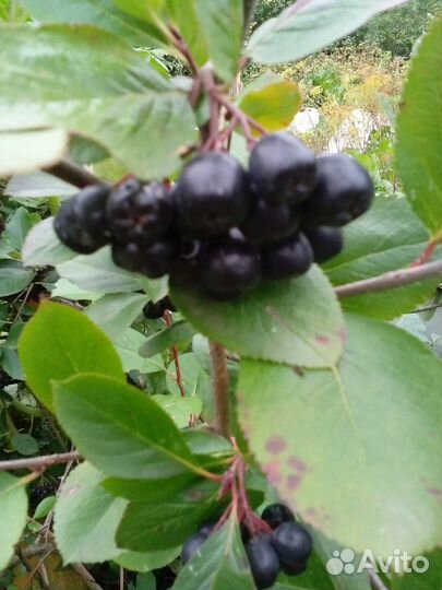 Черноплодная рябина Зеленоград