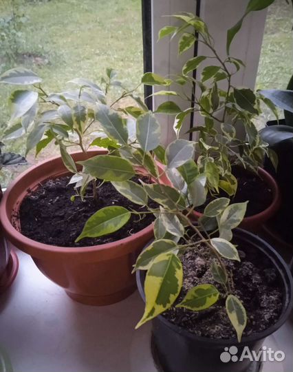 Комнатные растения