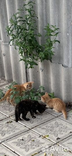 Котята в добрые руки бесплатно