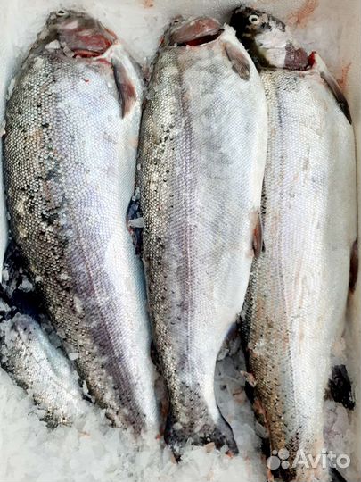 Форель охлажденная непотрошёная