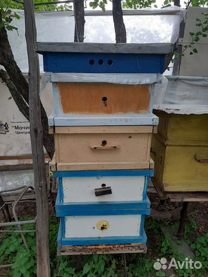 Пчелы и улья