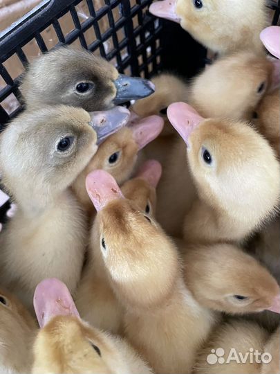 Утята опт. и розница