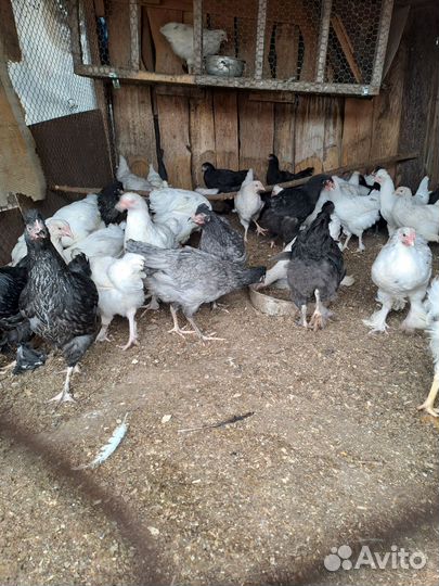 Куры молодки