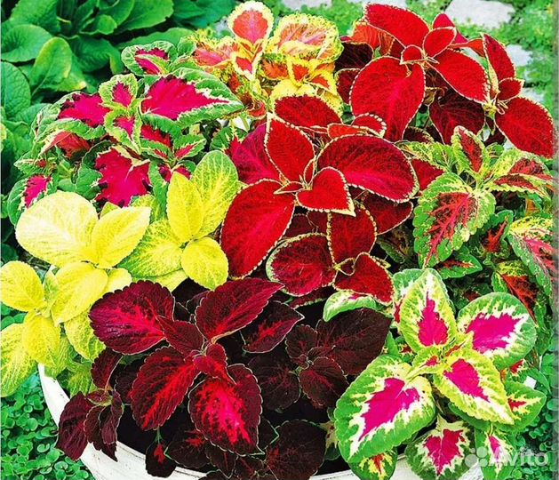 Колеусы вегетативные