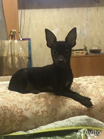 Вязка Той-терьер