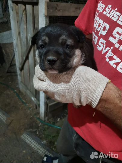 Щенок в добрые руки