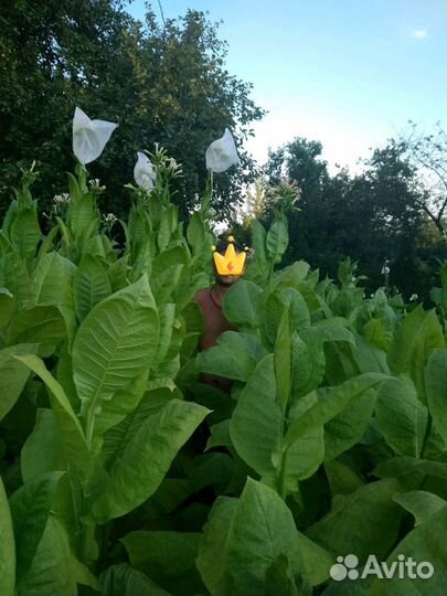 Семена табака