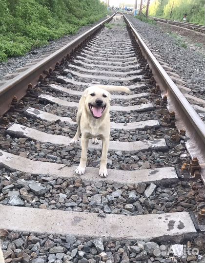 В добрые руки