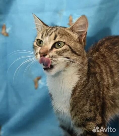 Кошка серая красивая с носочками из Херсона