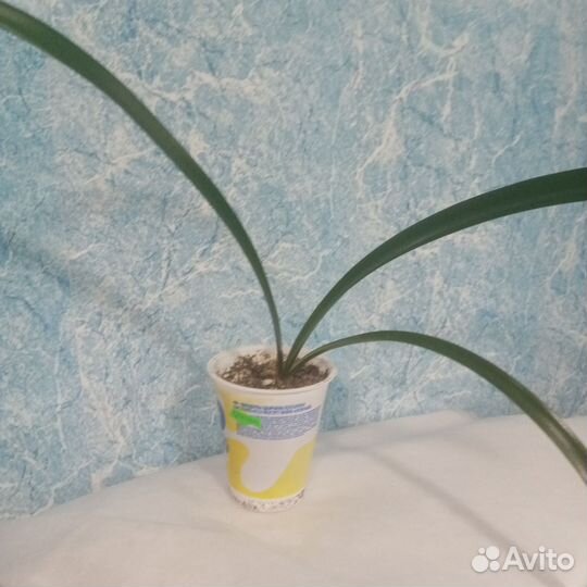 Гиппеаструм амариллис